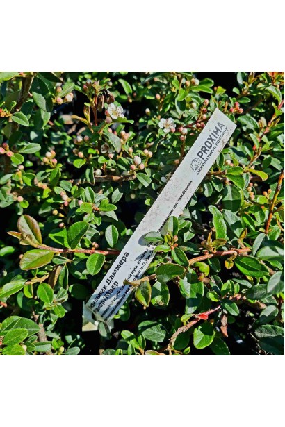 Кизильник Даммера Майор - 3л/вис.5-10см/Ø60-100см